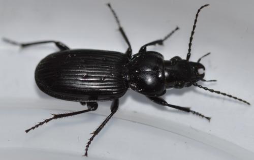 Pterostichus aterrimus nigerrimus